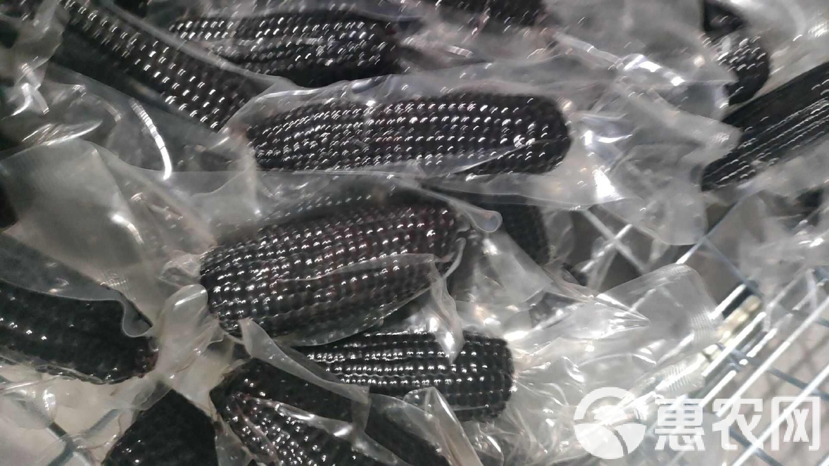 黑玉米价格最新行情